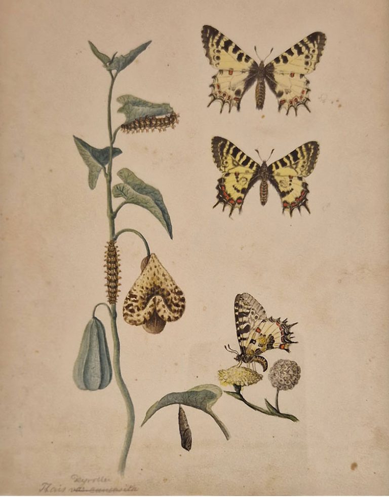 Jonathan Paulus - Aquarelle über Schmetterlinge und Orchideen